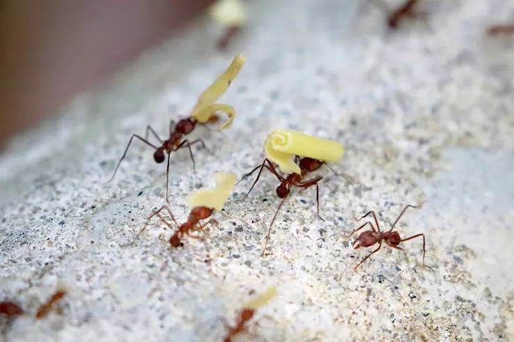 Commercial pest control inspection at Yuma AZ business facility